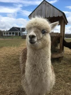 Maggie - Classic Grey Alpaca With Blue Eyes