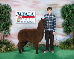OnyxNationalAlpacaShow