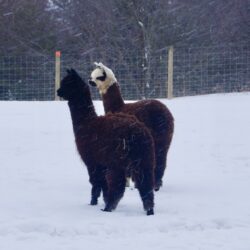 Onyx and Heartthrob Playing in Snow