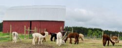 Panorama of Alpacas