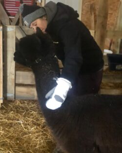 Praising Stormy for Her Excellent Halter Training