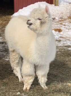 Pregnant Alpaca and Crabby As Usual