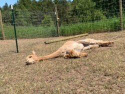 Princess Sunabathing