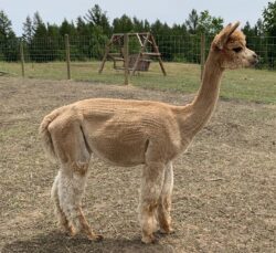 Princess in Side Pose