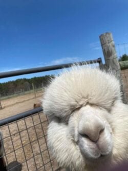 Rasmus Being a Silly Alpaca
