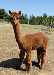 Reba Doing an Alpaca Pose