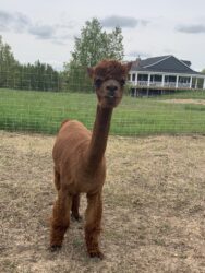 Reba Posing for Pictures