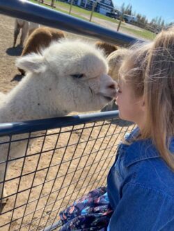 Sherry Ann Giving Alpaca Kisses