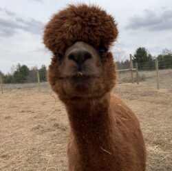 Sienna and Her Goofy Alpaca Faces