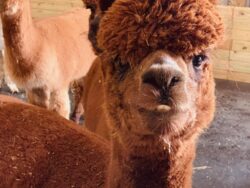 Sienna on Day of Alpaca Arrival Home