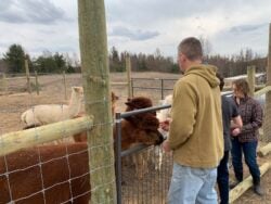 Snack Time With the Alpacas