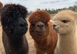 Stormy Sienna and Adele