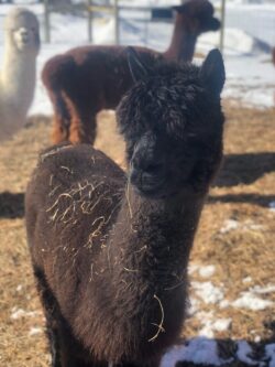 Stormy is Always Covered in Hay
