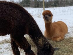 Stormy and Anastasia