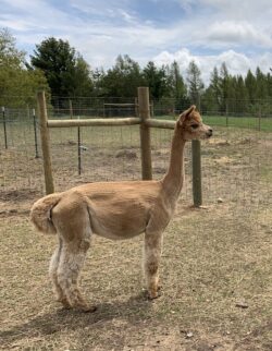 Strong and Silent Princess