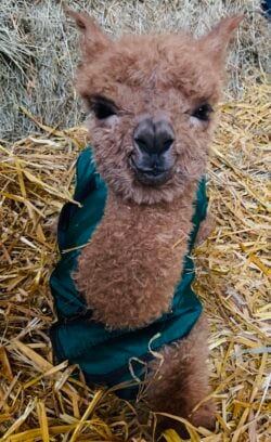 Teddy With Cria Smile