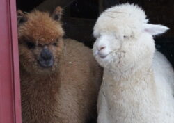 Teddy and Levi scaled