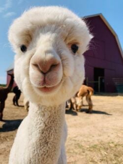 The Many Faces of Levi