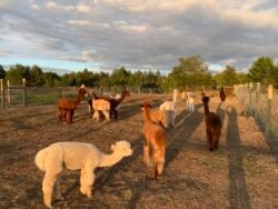 The New Alpacas are All Settled In