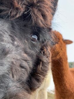 Up Close and Personal With Stormy the Crazy Alpaca