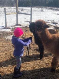 You're Never too Young for an Alpaca Walk