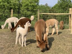 All the Alpacas Eating Yummy Grass