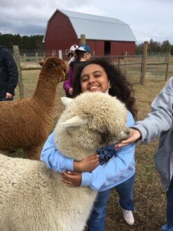 Zin Giving Alpaca Love