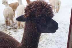 Zula Thinking scaled