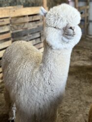 Coalition in Full Fleece Coalition in Full Fleece