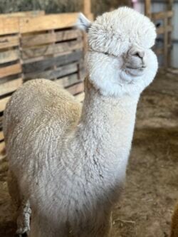 Coalition in Full Fleece Coalition in Full Fleece