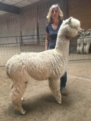 Snowmass Coalition Side View Older