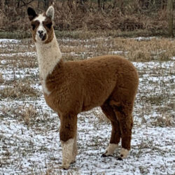 Snowmass XXXtreme Powerplay