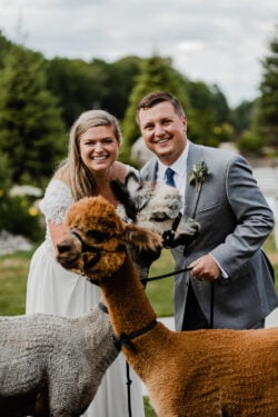 Bridal Couple With the Alpacas