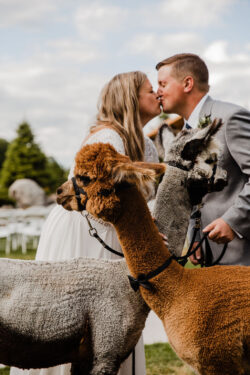 Bridal Kiss With the Alpacas