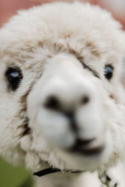 Little Chase - the Perfect Wedding Guest