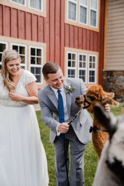 Bride and Groom With Alpaca Wedding Guests