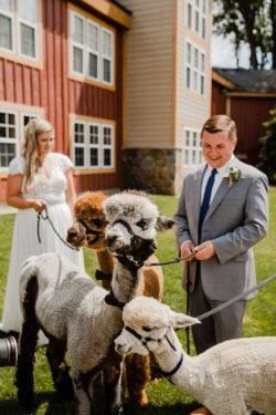 Alpaca Arrival to Wedding