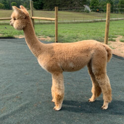 Lilly-Grace-Yearling-Side-View