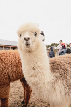 Maggie Alpaca