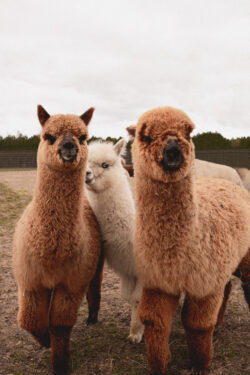 Maggie Nellie and Sweetie