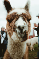 Powerplay and His Ears