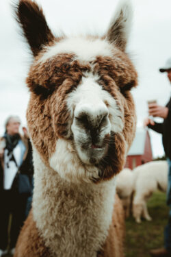 Powerplay and His Ears