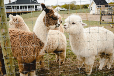 Rasmus and Powerplay