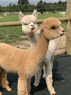 Sherry Ann and Lilly Grace Summer 2021