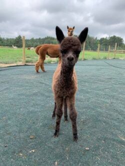 Thunder as Cria