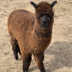 Amara in April of 2022