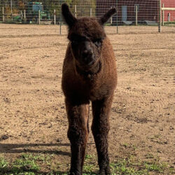 Amara - Dark Silver Grey Alpaca Cria