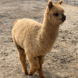 Annie in April of 2022