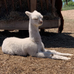 Winnie - White Alpaca Cria