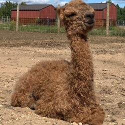 Cotton Creek's Anniversary